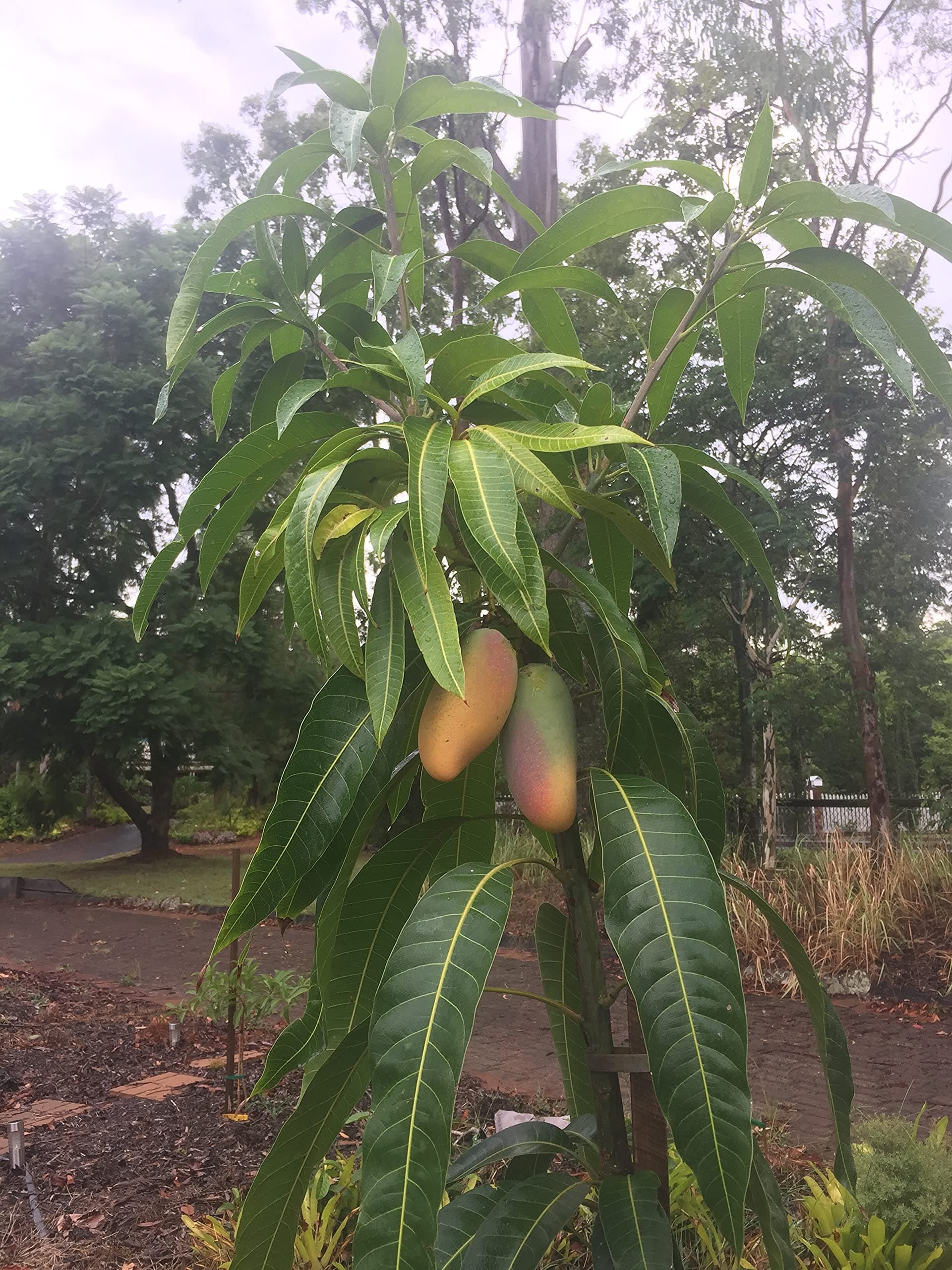 Aiden Gardens Rare Dwarf Hybrid Grafted Mango Live Plant Mangifera indica Maha Chanook Mango 1 healthy Live Plant
