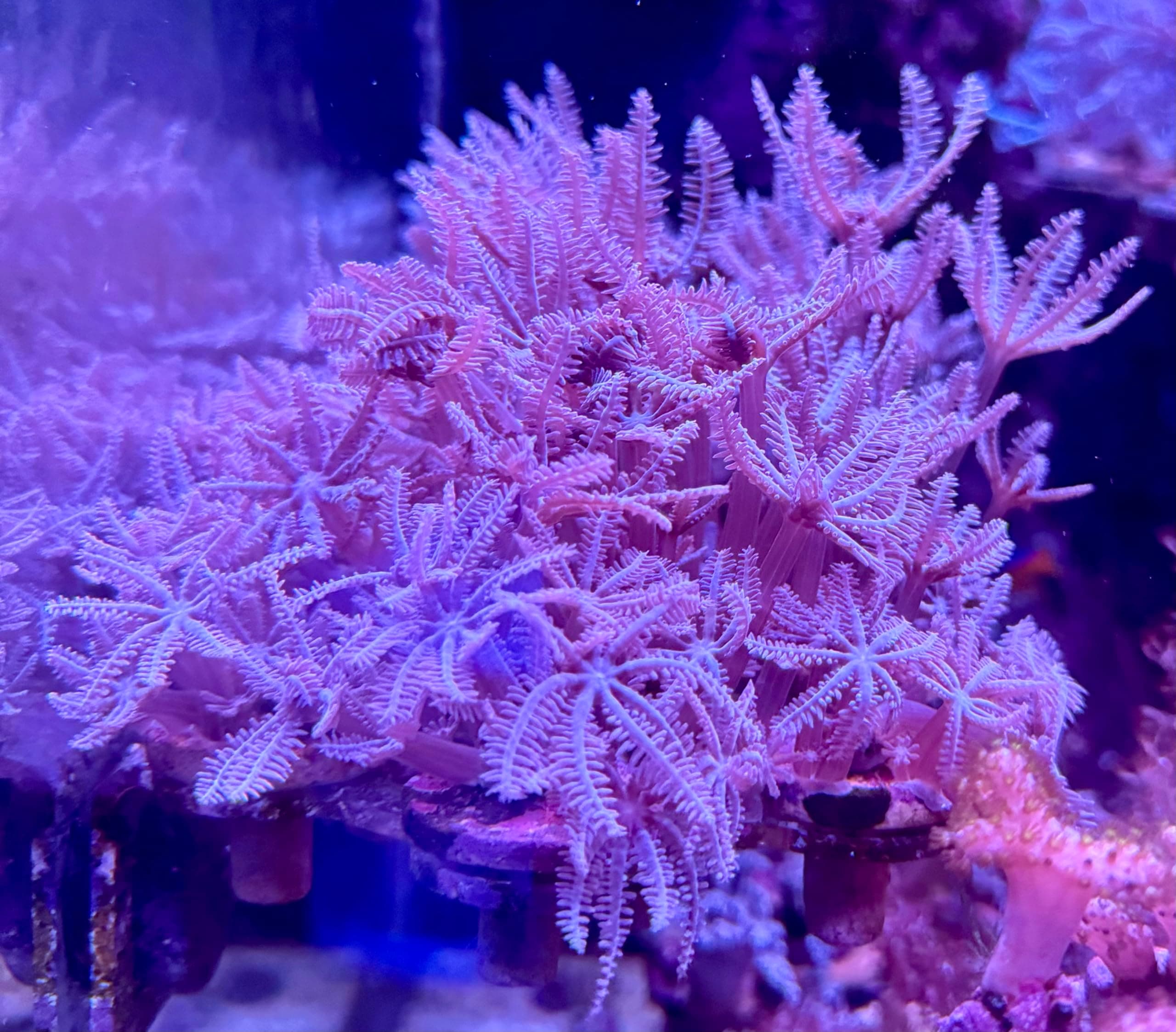 Live Saltwater Coral Frag - Pink Waving Hand Anthelia