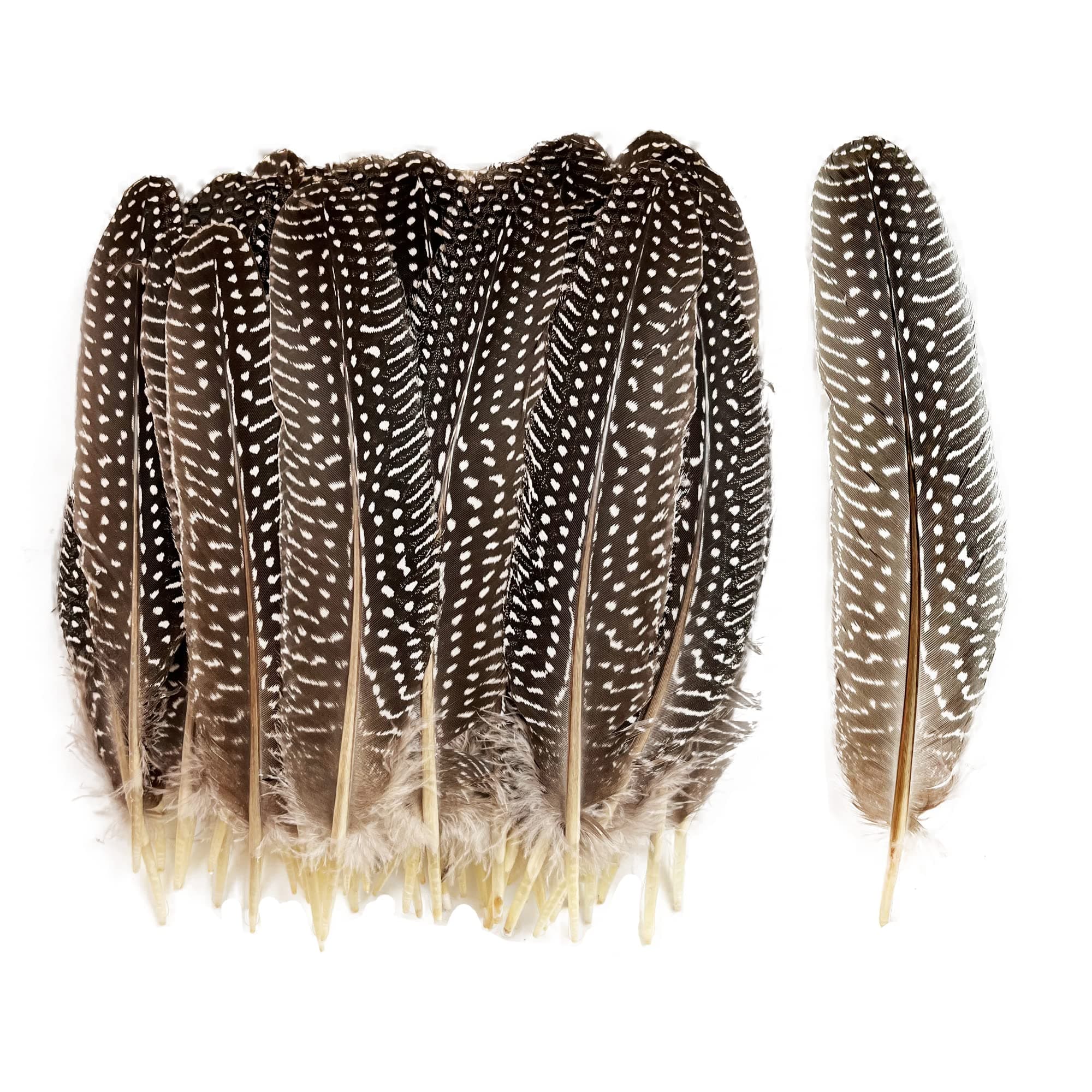 HAPPY FEATHER 6-9 inch Natural Guinea Wing Plumage Feather for DIY Craft, Jewelry and Clothing Decoration Pack of 20-Natural