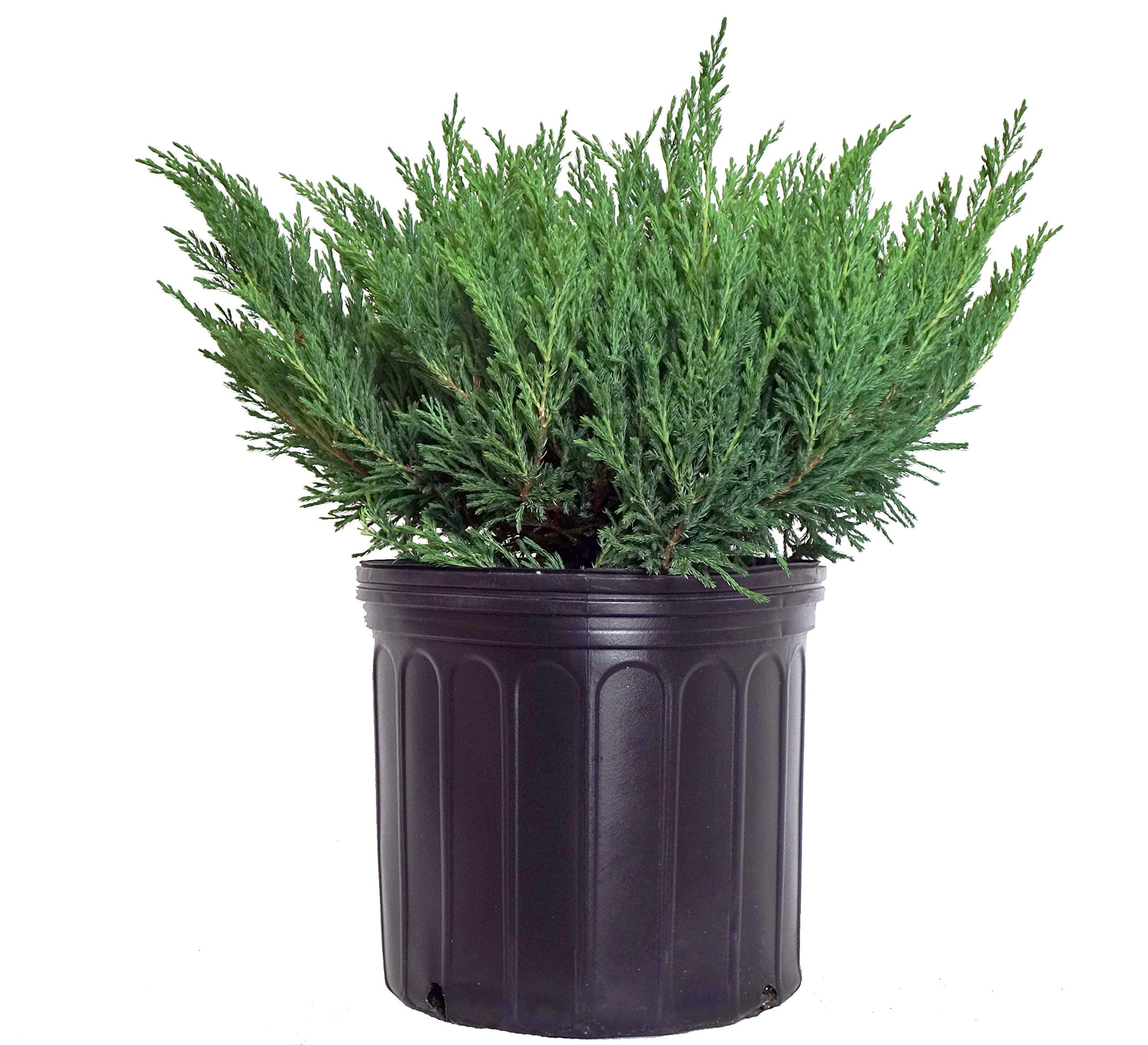 Compact Andorra Juniper, green leafed evergreen in 3 Gallon pot - Juniper Horizontalis plumosa compacta 'Youngstown'