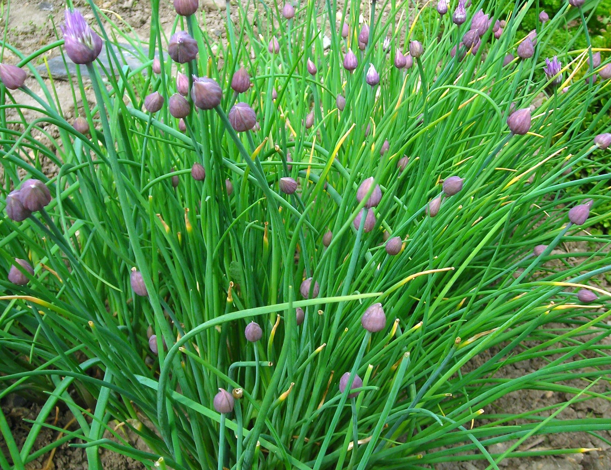 Herb Selection (Chives) Culinary Herbs, Fresh, Organic, Home Grown, Healthy