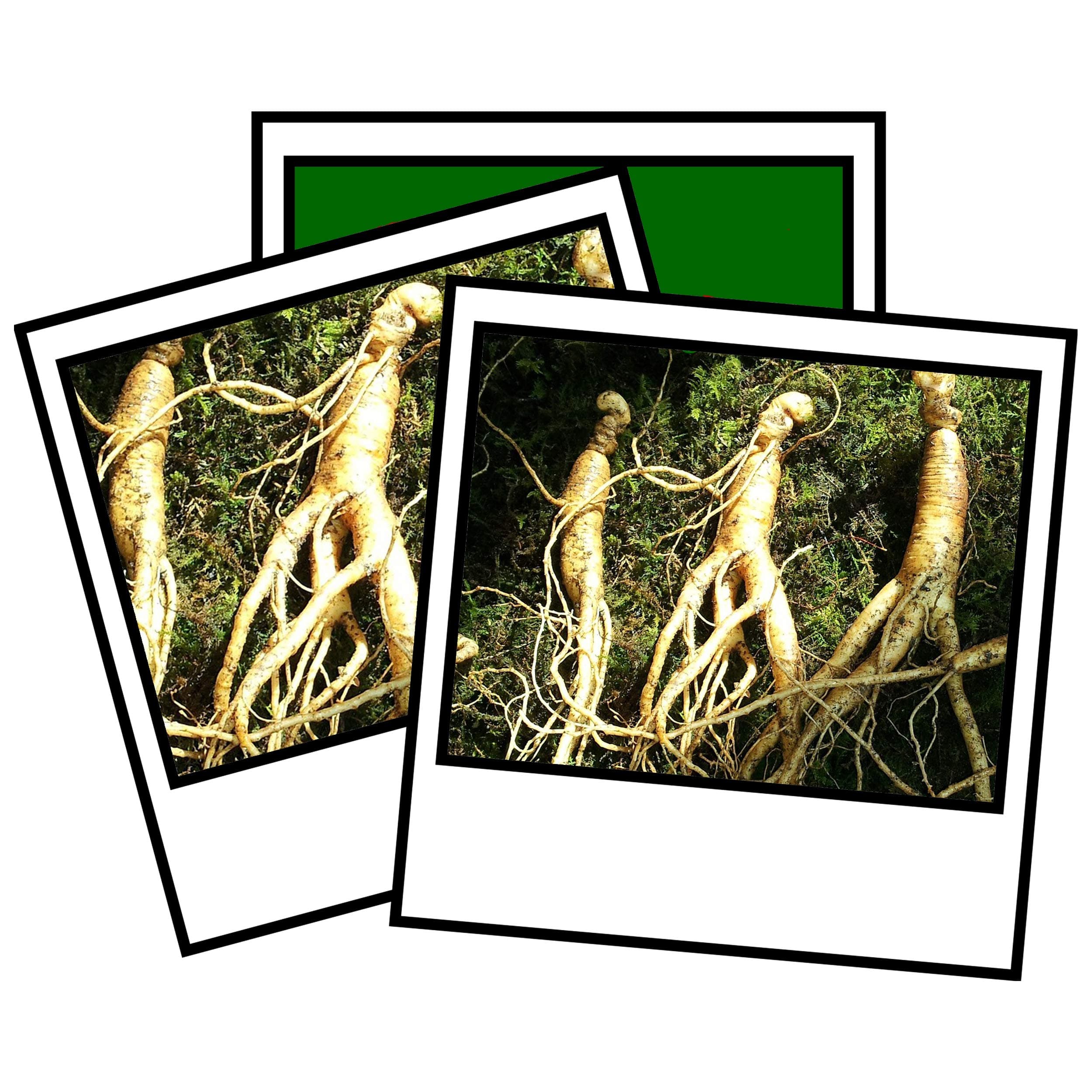 20 Rare Hardy Chinese/Korean Panax Ginseng Seeds Wild Ginseng Seed 20 Seeds by Pretty Wild Seeds