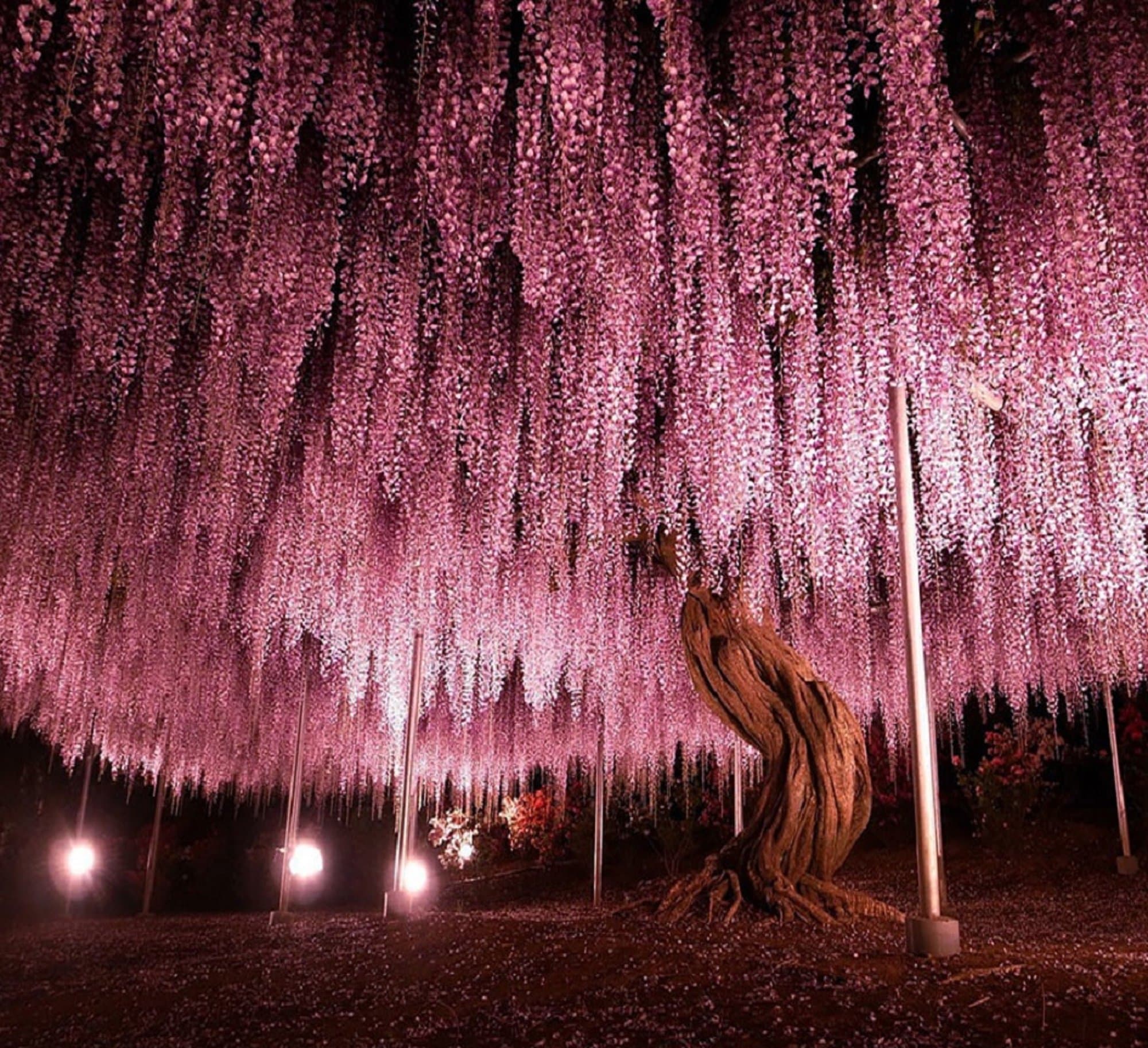 VasuWorld Wisteria Long Blossom Flower Tree Seeds