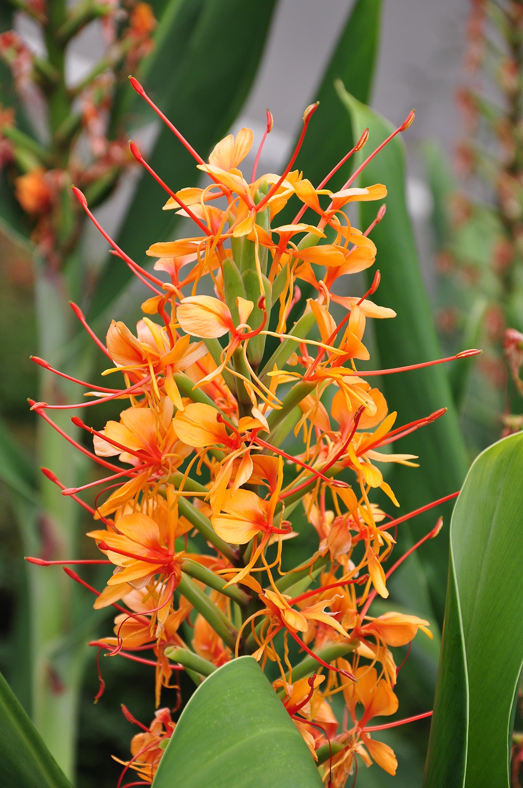Ginger, Hedychium Coccineum, Perennial, 10 Seeds !!