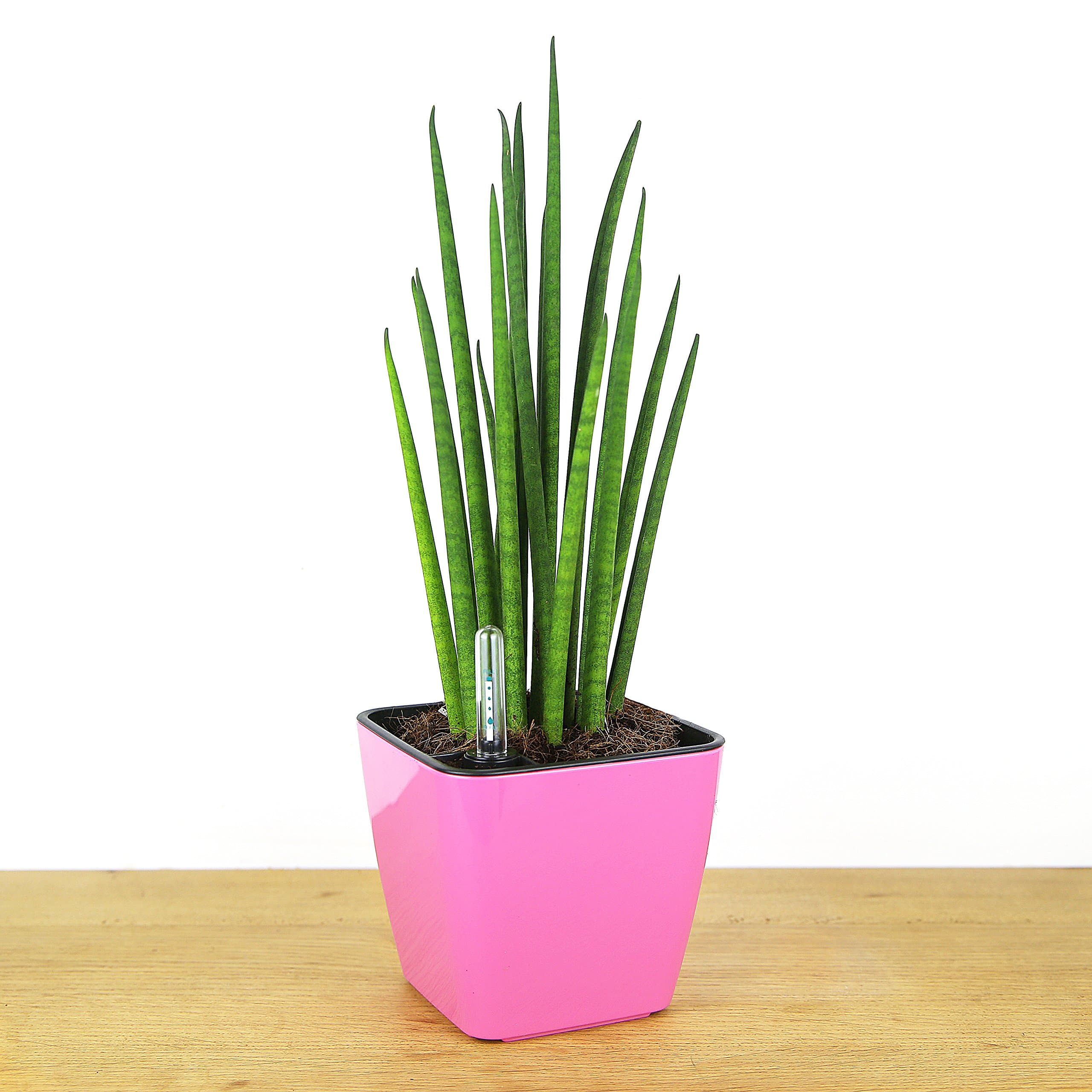 MyEasygro Self Watering Planter for Indoor and Outdoor | Excellent Pot for Flowers, House Plants, Herbs, Vegetables, Seeds | Water Level Indicator | Create an Urban Garden | 14 x 14 x 13cm (Pink)