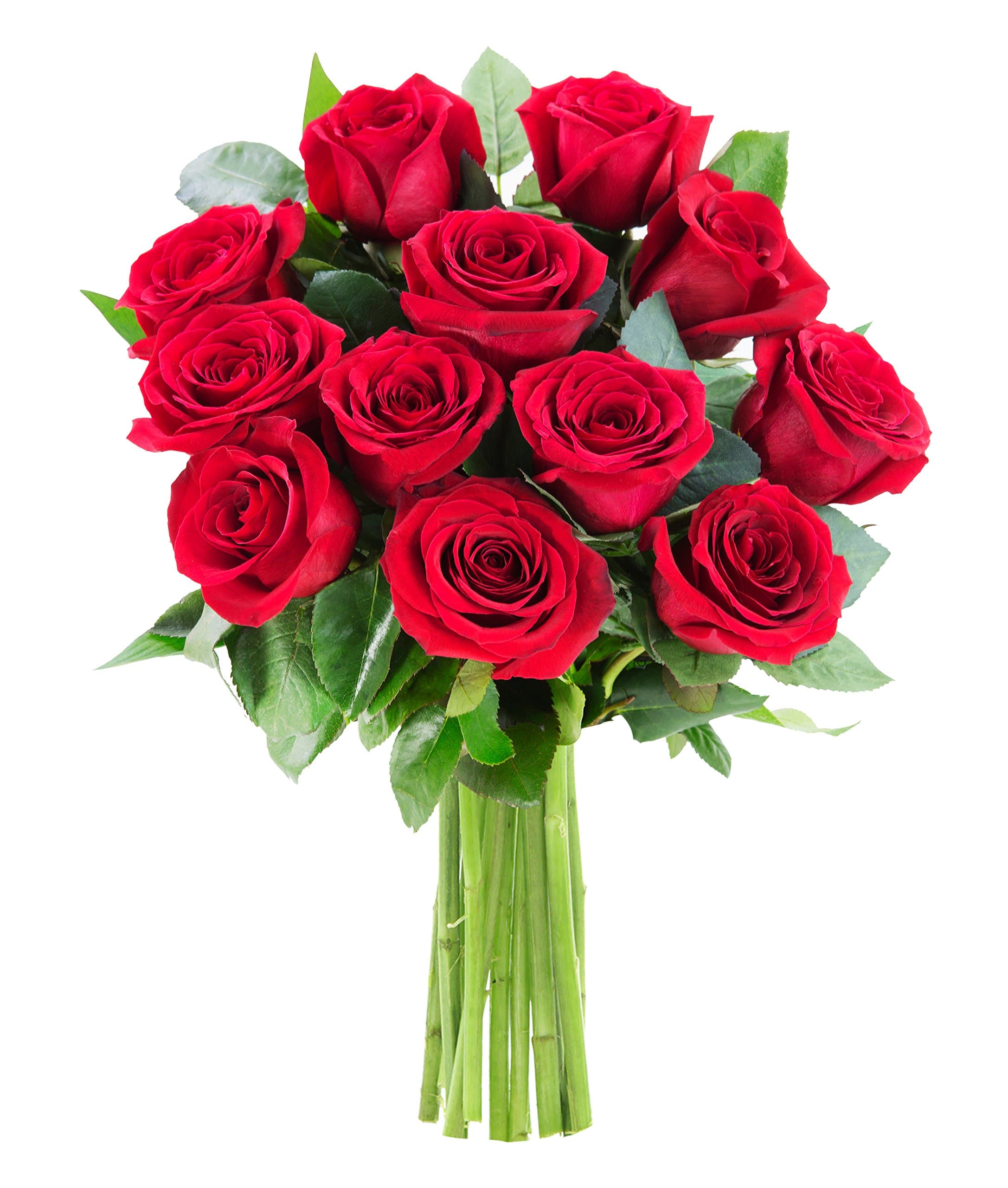 KaBloom - The Romantic Classic Bouquet of 12 Fresh Red Roses (Farm-Fresh, Long-Stem) - Fresh Flowers for Birthday, Valentine's & Mother's Day