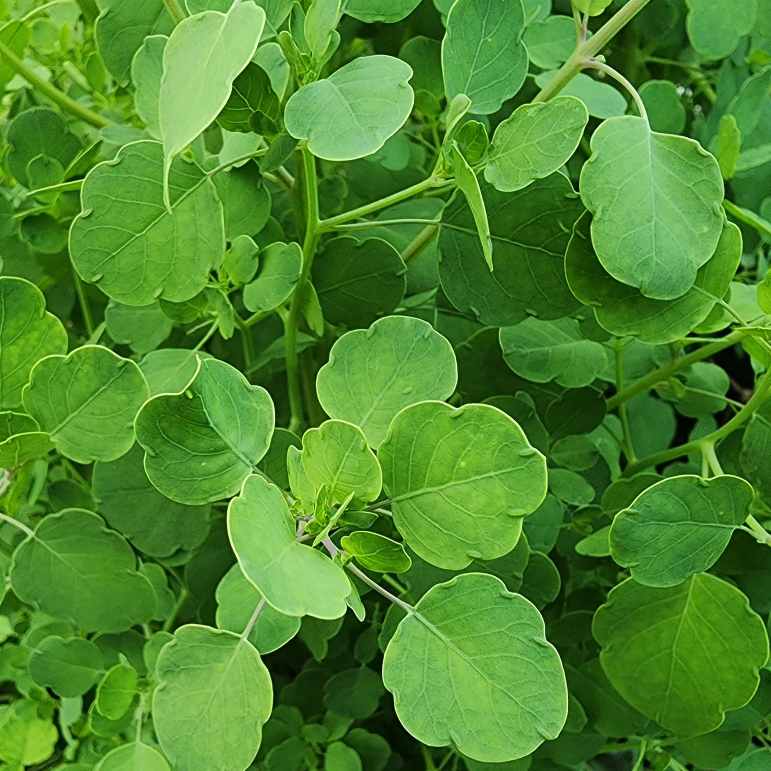 KVITER 100 Mexican Papalo Seeds (Porophyllum Ruderale) – Semillas de Papaloquelite, Semilla de Papalo Mexicano, Bolivian Coriander – Organic & Heirloom Herb seeds for planting, Ideal For Sunny Gardens