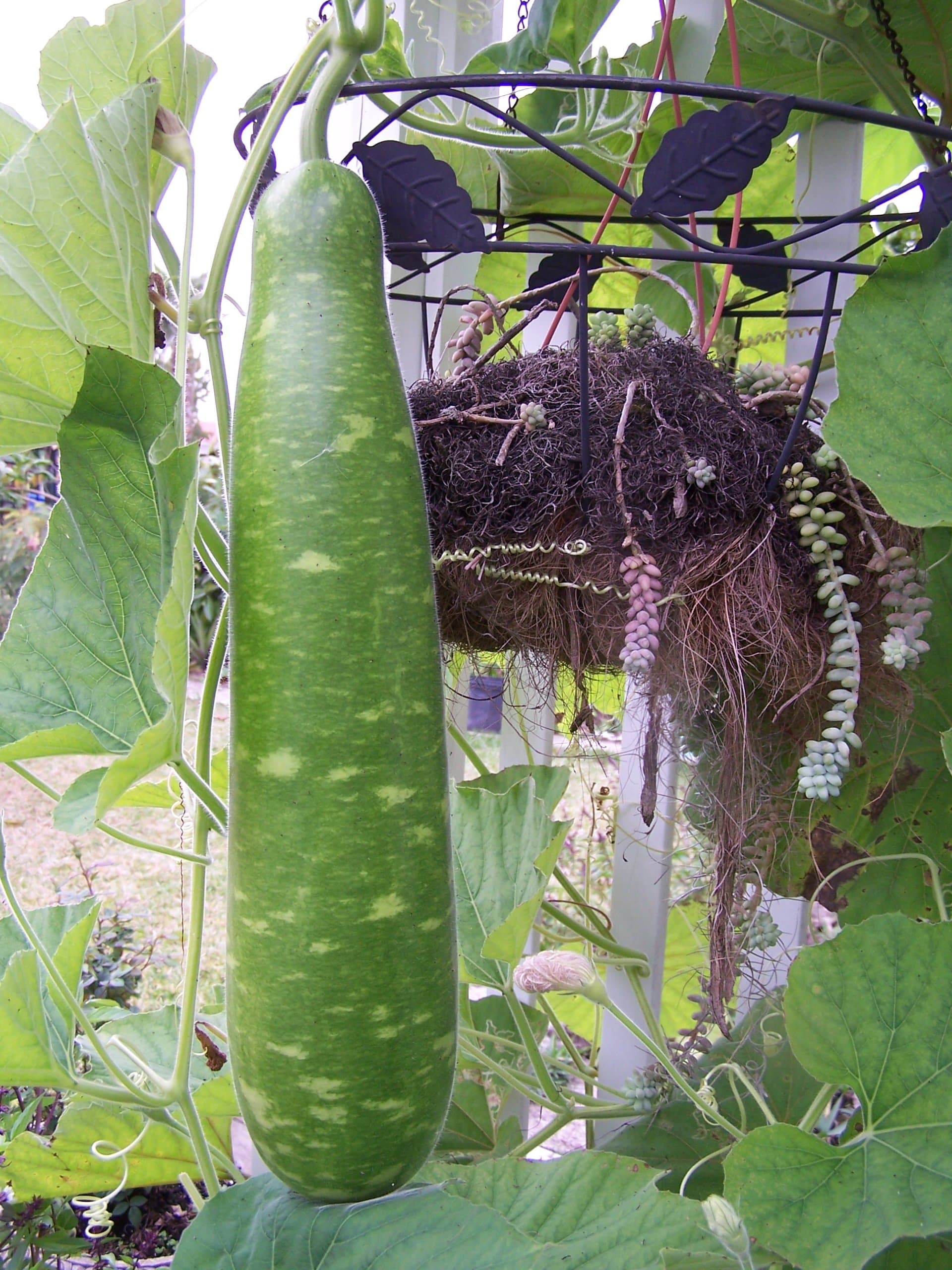 Long Gourd (Bau Dai) By Nga's Garden 20 Seeds per Package