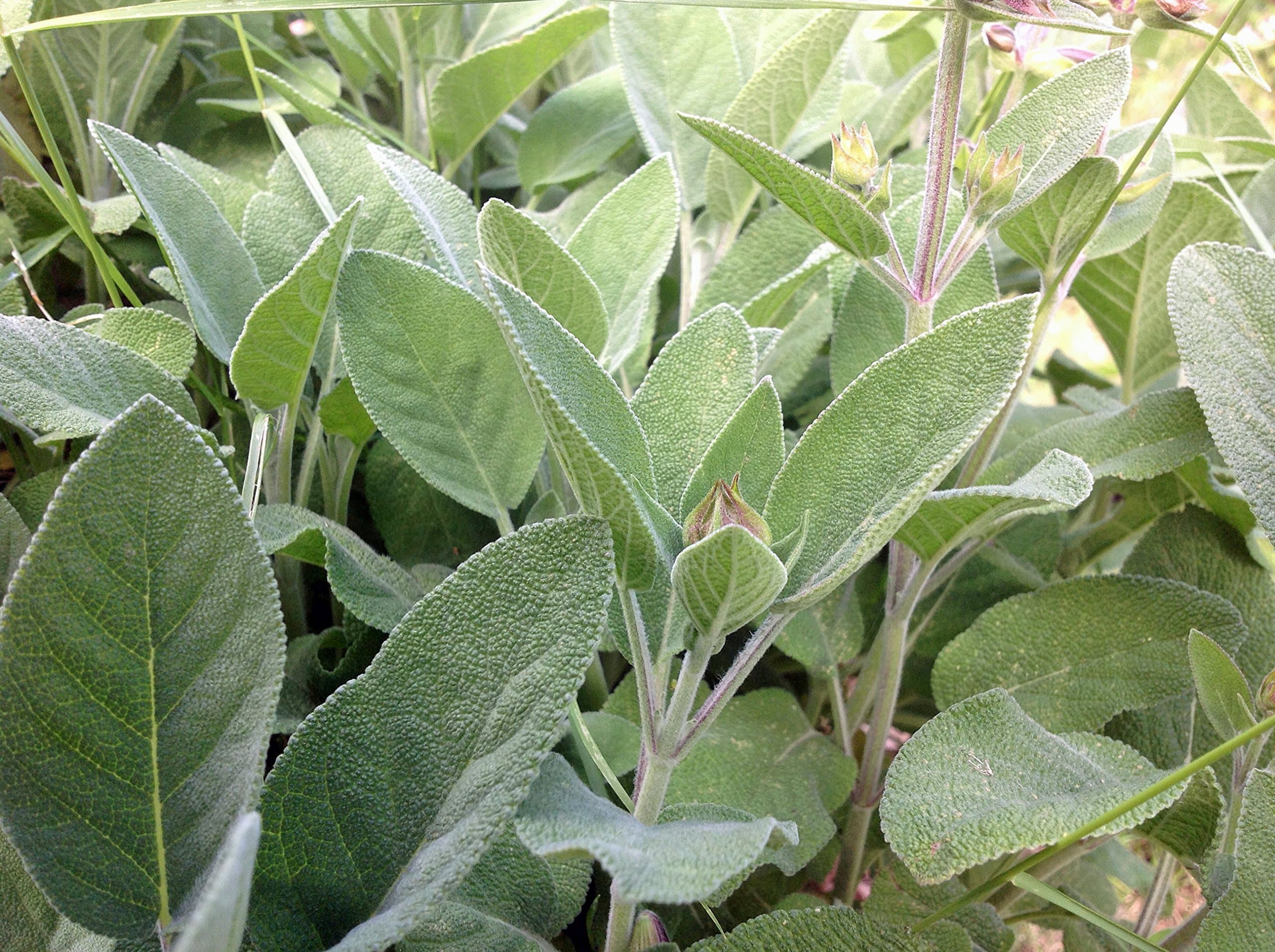 Sage Seed, Broad Leaf, Heirloom, Non GMO, 20+ Seeds, Sage Herb, Spice, Country Creek Acres