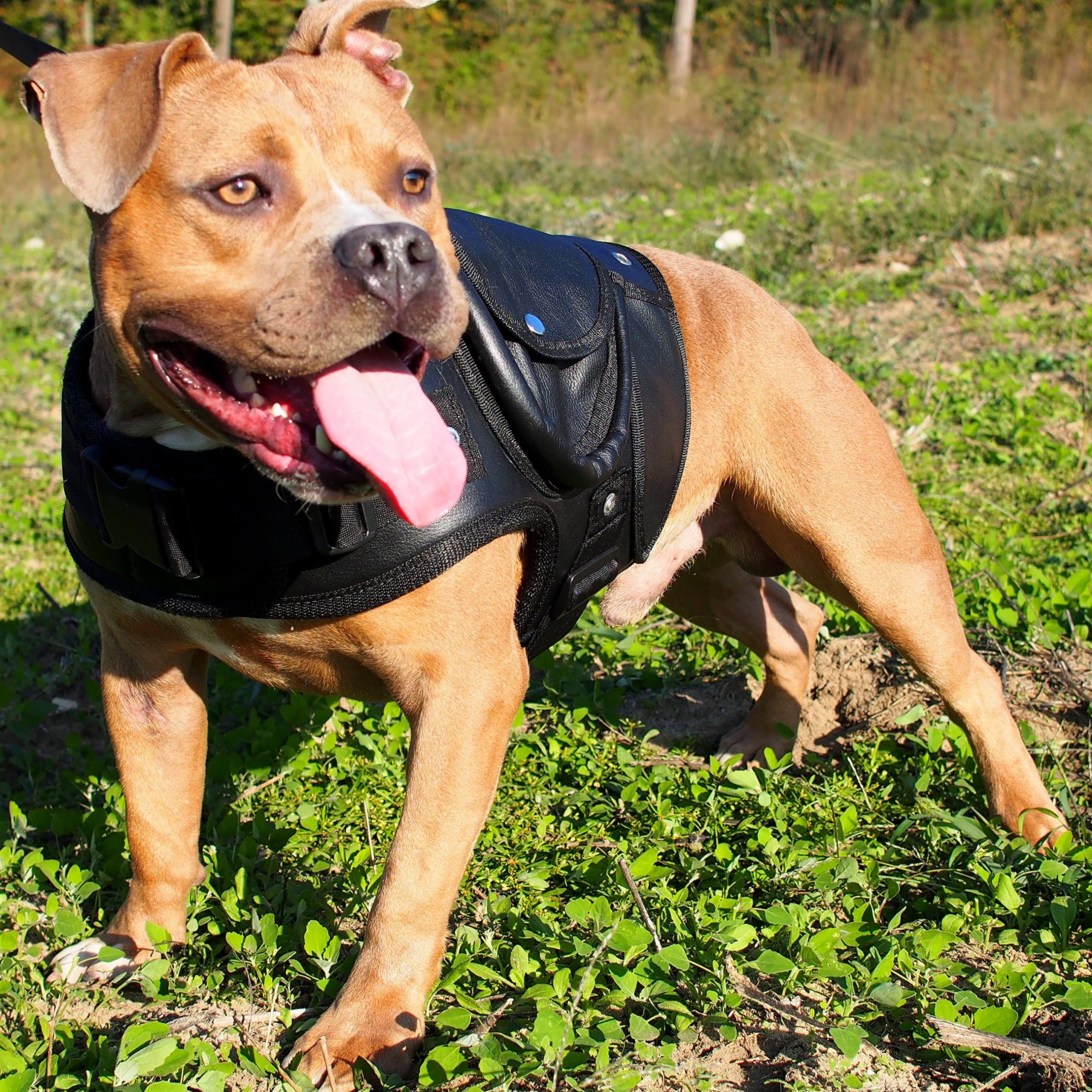 Leather Dog Jacket Coat Collar Walking Harness Labrador Boxer Pitbull (Black)