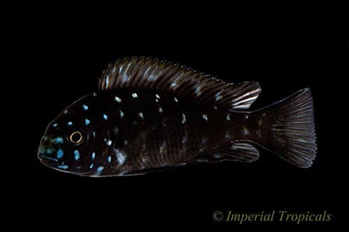 Imperial Tropicals (8) Tropheus Duboisi African Cichlids!