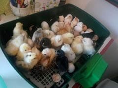 49 Eggs Mini Automatic Incubator,Small Egg Incubator for Hatching Eggs,Advance Incubator India