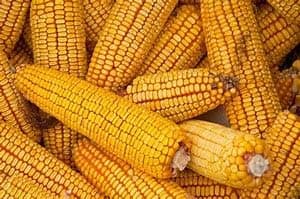 Reid's Yellow Dent Open Pollinated Corn Seed-1lb