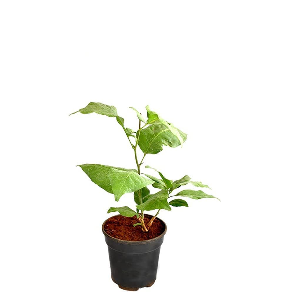 PlantaZee Bilva Patra Medicinal Plant Live with Plastic Pot