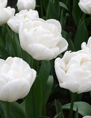 SILKSART White 15 Tulip Bulbs early bloom Perennial Bulbs for Garden Planting Beautiful Flower--SHIPPING NOW!!!