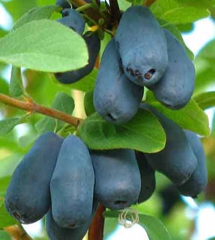 "Blue Moon" Haskap Sweetberry Honeysuckle Honeyberry Vitamin Berries Tastes Like Blueberries Starter Potted Plant