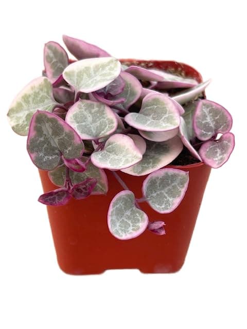 Succulents Plants Live 2" Variegated String of Hearts, Live Mini Succulent Plants, Easy Care House Plants Rooted in Succulent Soil Mix, by The Succulent Cult