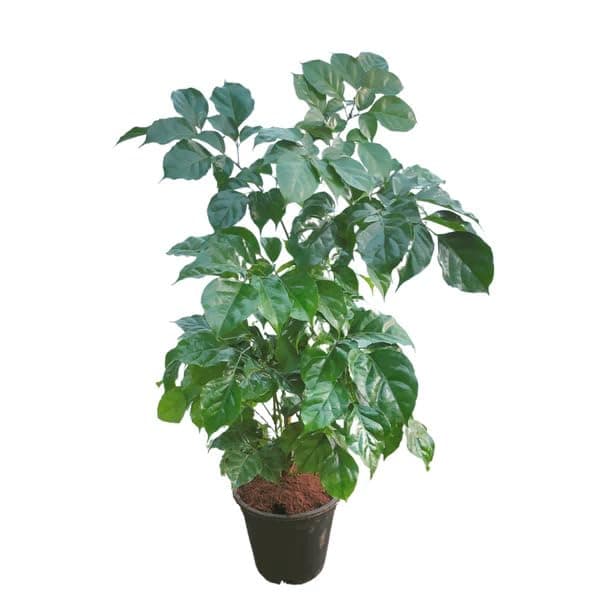Garden Art Live Indoor Plant Radamachera SInica 2-3 ftTall Medium Size Plant in 15cm Grower's Pot | Pack of 1 Plant, Air Purifying | Elegant Evergreen Plant to Decor Home and Garden (China Doll)