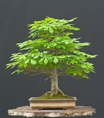 - Horse Chestnut Bonsai Plant/Aesculas Indica Tree/Conker Tree/European Horsechestnut/Spanish Chestnut/Flowering Plant