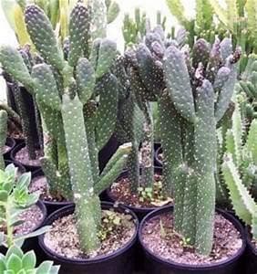 Artistic Solutions Caribbean Tree Cactus ~ Rare, Spineless Opuntia (Consolea) Falcata 1 Bare Rooted Prickly Pear Plant