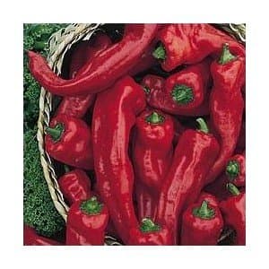 Melrose Heirloom Sweet Pepper 10+ Seeds
