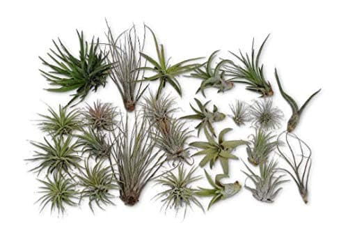CTS Air Plants24 Pack Tillandsia Assortment Air Plants