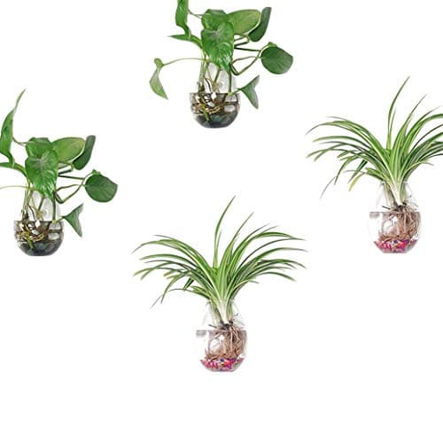 Set of 4, Wall Planters Hanging Planters Air Plant Terrariums Hanging Glass Air Plant Container Plant Pots Water Planter Glass Hanging Planter Plant Terrariums