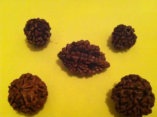 Lord Shiva 2,3,4,5,6 Mukhi Rudraksha Bead Pack-1each Hindu Yoga Prayer Meditation Raiki