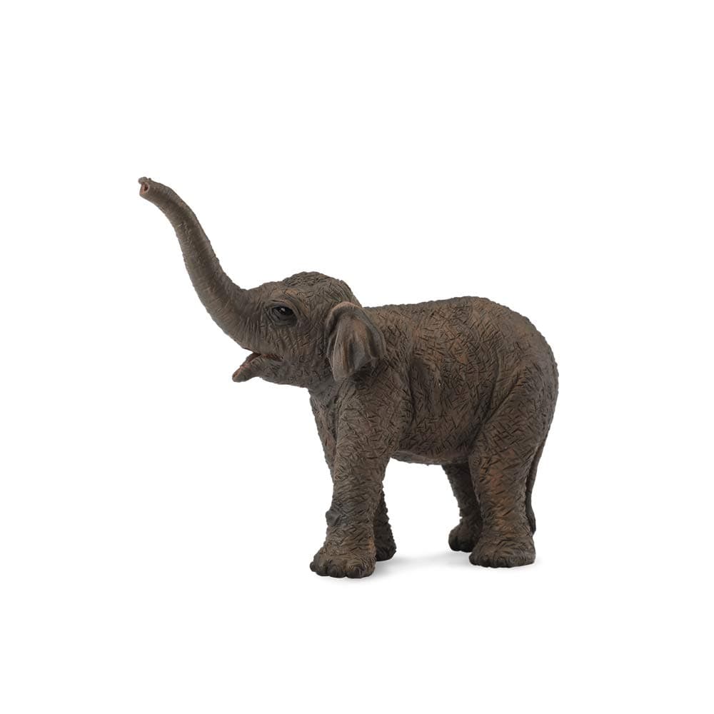 Asian Elephant Calf