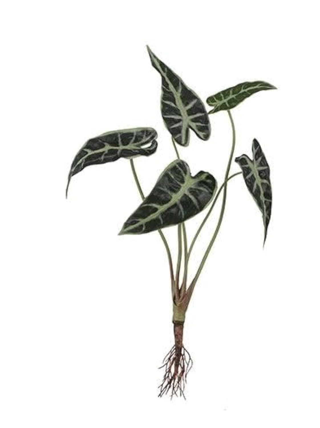 Suncoast Alocasia with Roots-Green