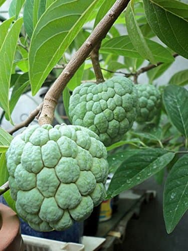 9EzTropical - Sugar Apple Plant - 3 Feet Tall - Ship in 3 Gal Pot