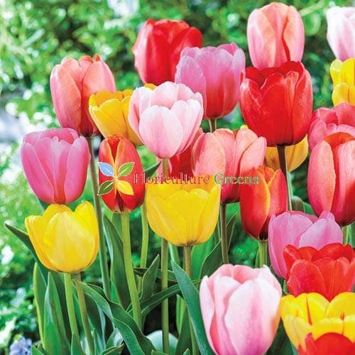 Floriculture Greens Flower Bulbs Tulip Imported Flower Bulbs For Gardening (Multi-Mix, Pack of 6 Bulbs)