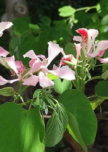 TROPICA - Small Orchid Tree – Pink (Bauhinia monandra) - 10 Seeds - Tropical Magic