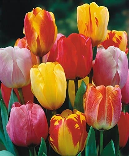 SILKSART 10 Tulip Bulbs Perennial Bulbs for Garden Planting Beauty Flower--SHIPPING NOW!!!