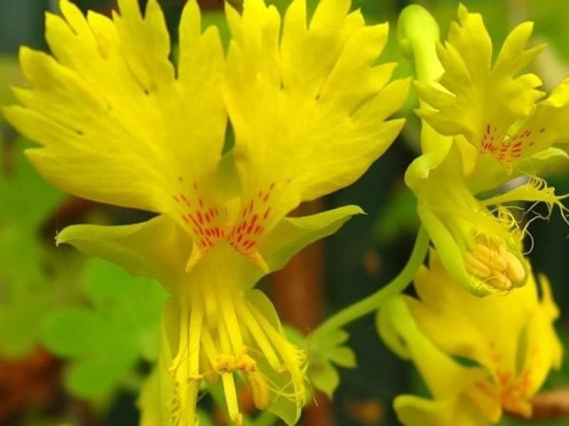 Canary Creeper Nasturtium Indian Cress Yellow Creeping Annual Flowers for Planting