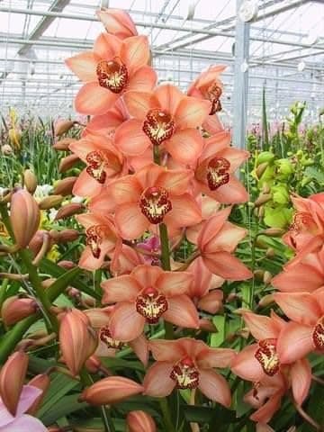 SVG® Orchid flower Plants Imported Plants & Indoor & Outdoor Plants pack of 1 (Orange)