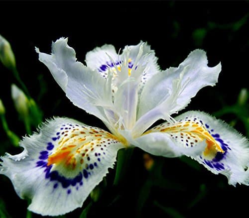 Japanese Iris Japonica Flowers Seeds 100PCS White Iris Orchid seeds Japanese