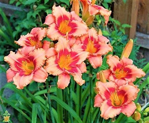 FERNSFLY® IMP. Daylily | Hemerocallis | Daylilies | Day Lily Excellent Quality Flower Bulbs Aromatic Flower Plant Home Outdoor Gardening Plants Flowering Bulbs (Pack Of 2 Strawberry Candy)