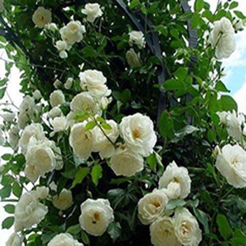 EdensField Rare White Climbing Rose Live Plant 1 Nos.