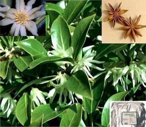 Chinese Star Anise 15 Seeds - Illicium verum - Rare