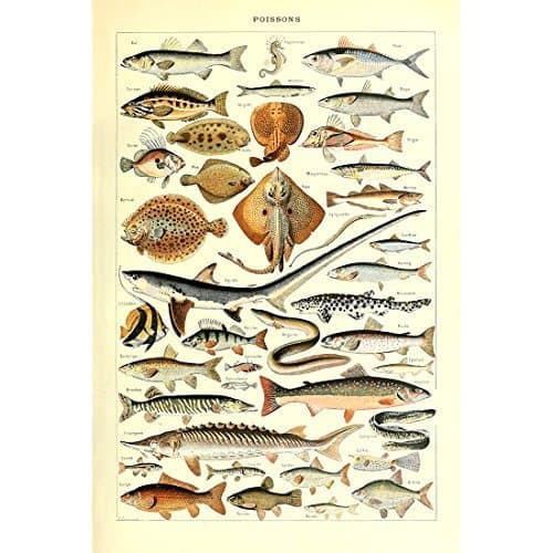 Meishe Art Vintage Poster Print Art Fishes Breeds Collection Identification Reference Sea Marine Life Diagram Chart (53cm x 80cm)