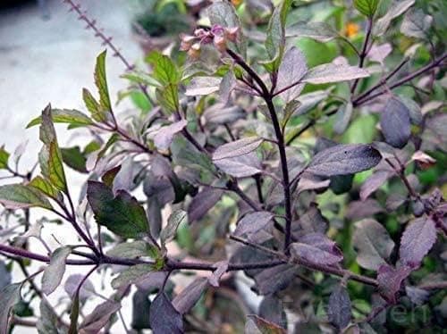 EverSneh Live Syama Tulsi Kali TULSI Podha Live Plant Black Tulsi Ayurvedic Tulsi With Pot