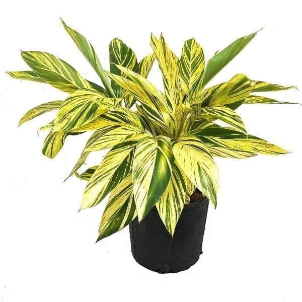 Garden Art live indoor plant (AlpiniaVariegata)