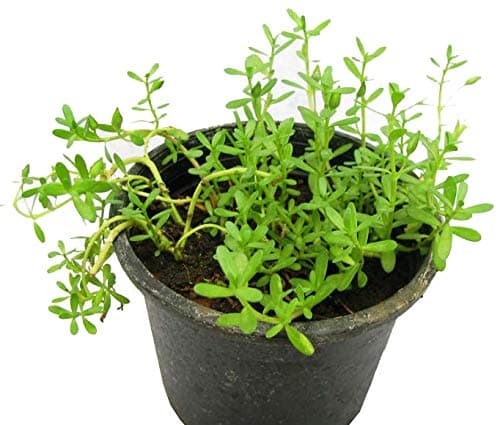 Live Neer Brahmi/Bacopa Monnieri Plant With Pot-Outdoor Plant