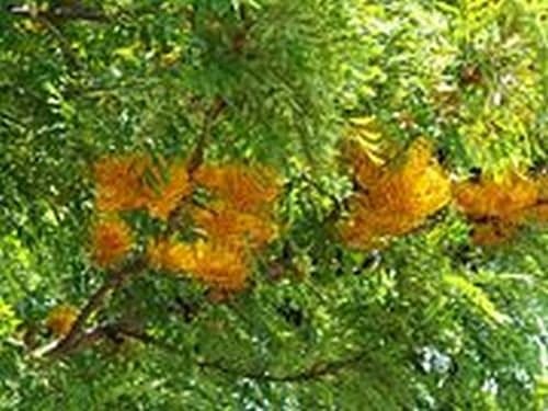 Grevillea Robusta, yellow flowering tree from Australia, Silky Oak, 10 seeds