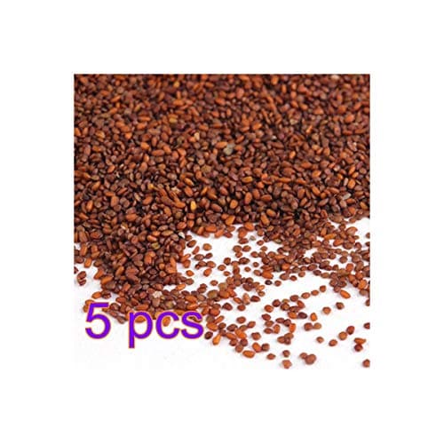 Aquarium Temple Plant Seeds Vibrant Green Tropical Hygrophila Plant for Freshwater Fish Tanks Easy Grow Carpet Plants Size 5PCS