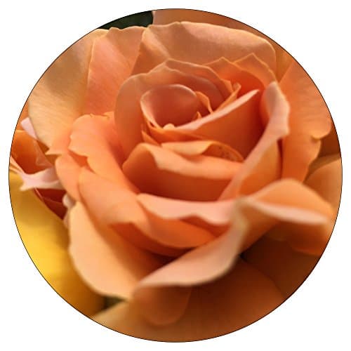 Honey Perfume Shrub Rose