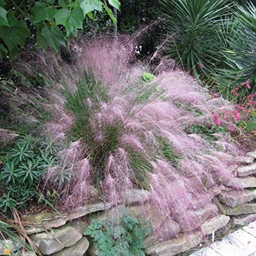 Cotton Candy Pink Grass - Pink Muhly Grass - 1 Plants - 2 Feet Tall - Ship in 1 Gal Pot