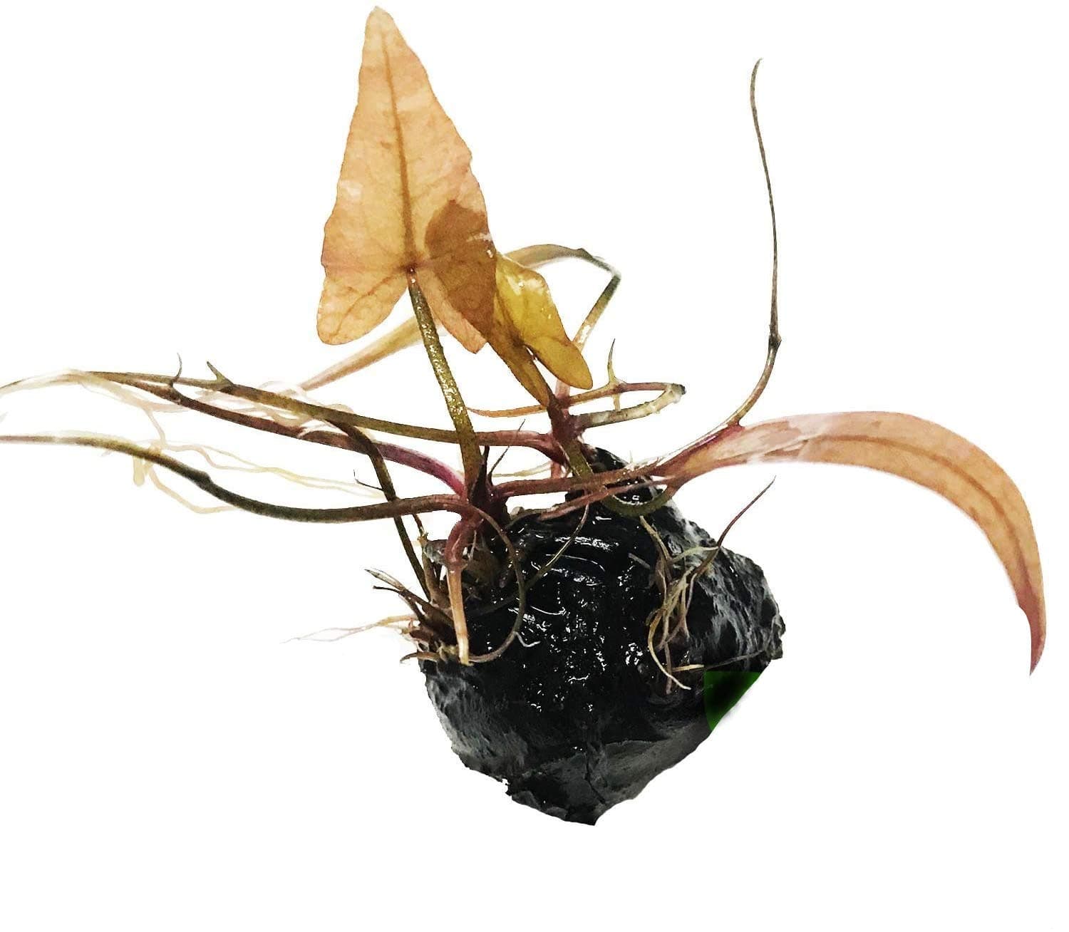 Dwarf Water Lily Loose Nymphaea Rubra Bulb Live Aquarium Plant Decorations BUY2GET1FREE