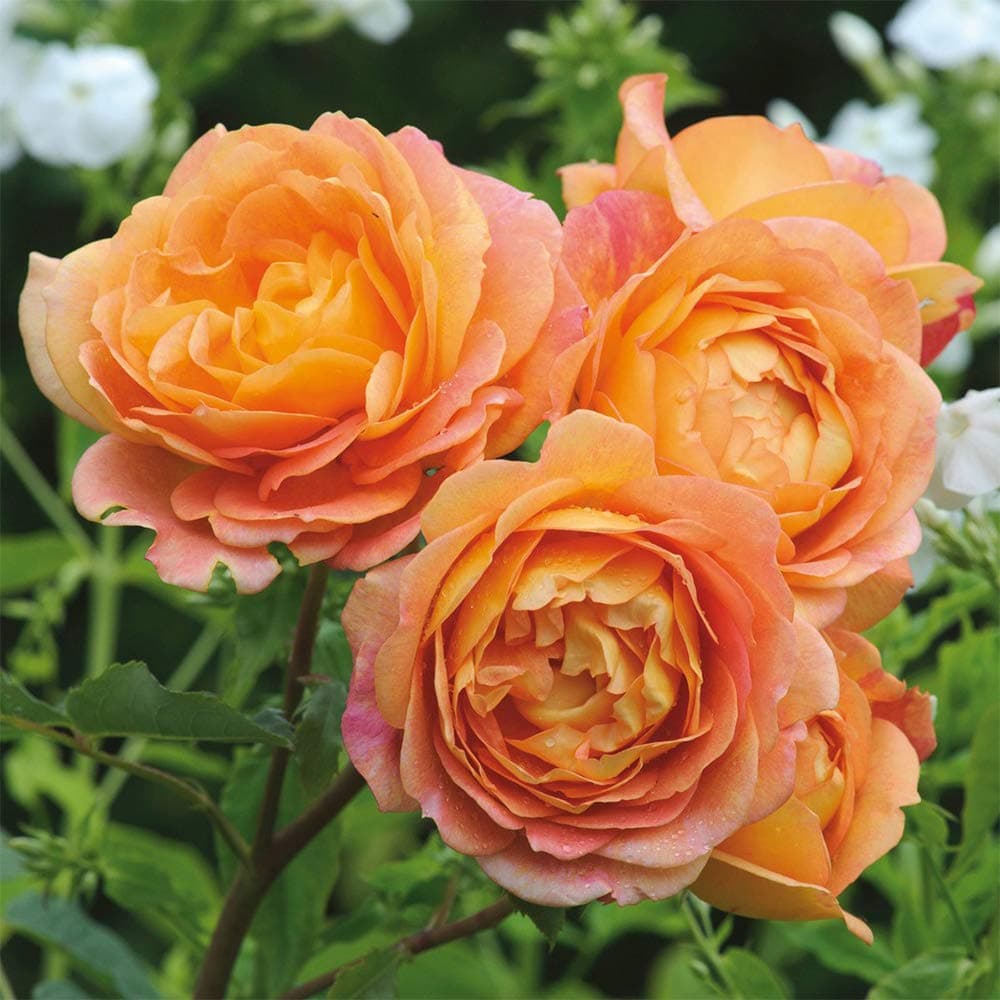 David Austin Rose Plant - Lady of Shalott Orange Rose Bush, Live Rose Bushes for Planting Outdoors